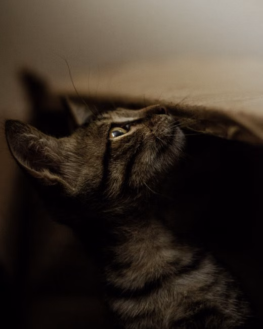 Areia Sanitária para Gatos (4kg)